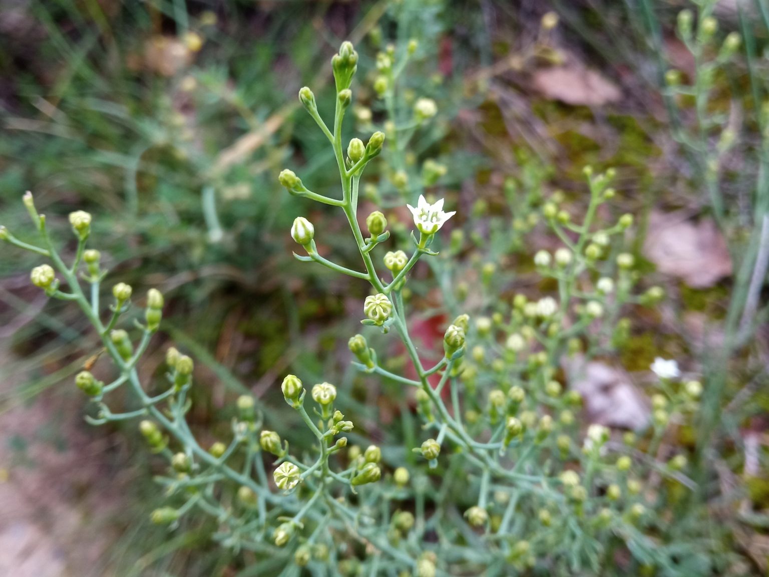 Thesium humifusum