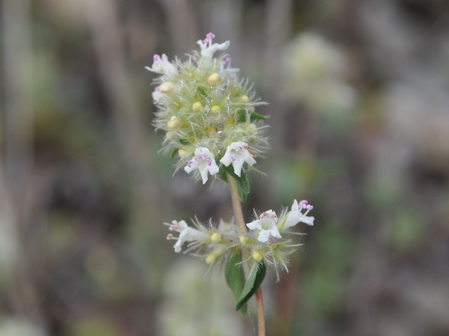 Thymus mastichina mastichina