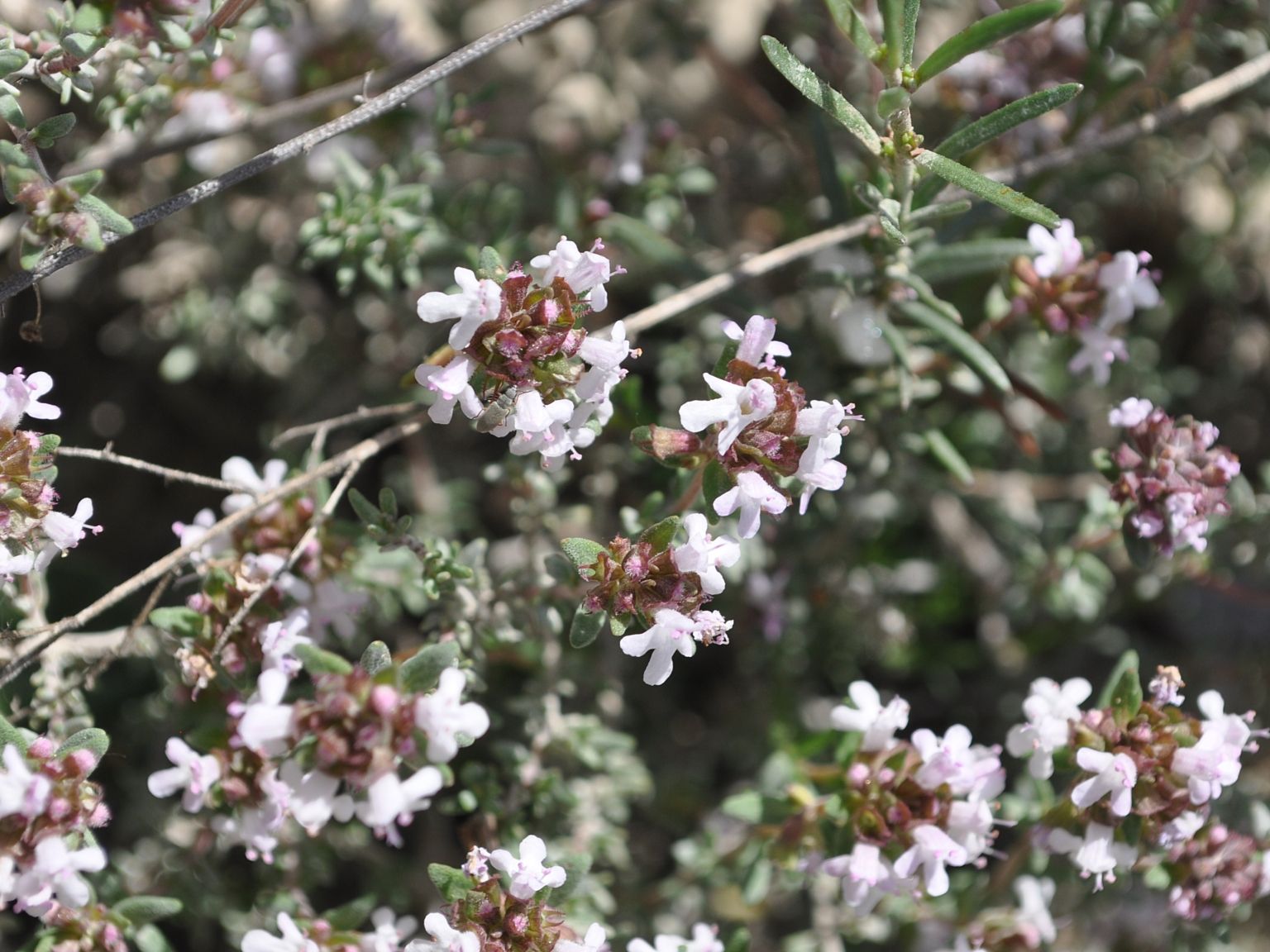 Thymus vulgaris vulgaris