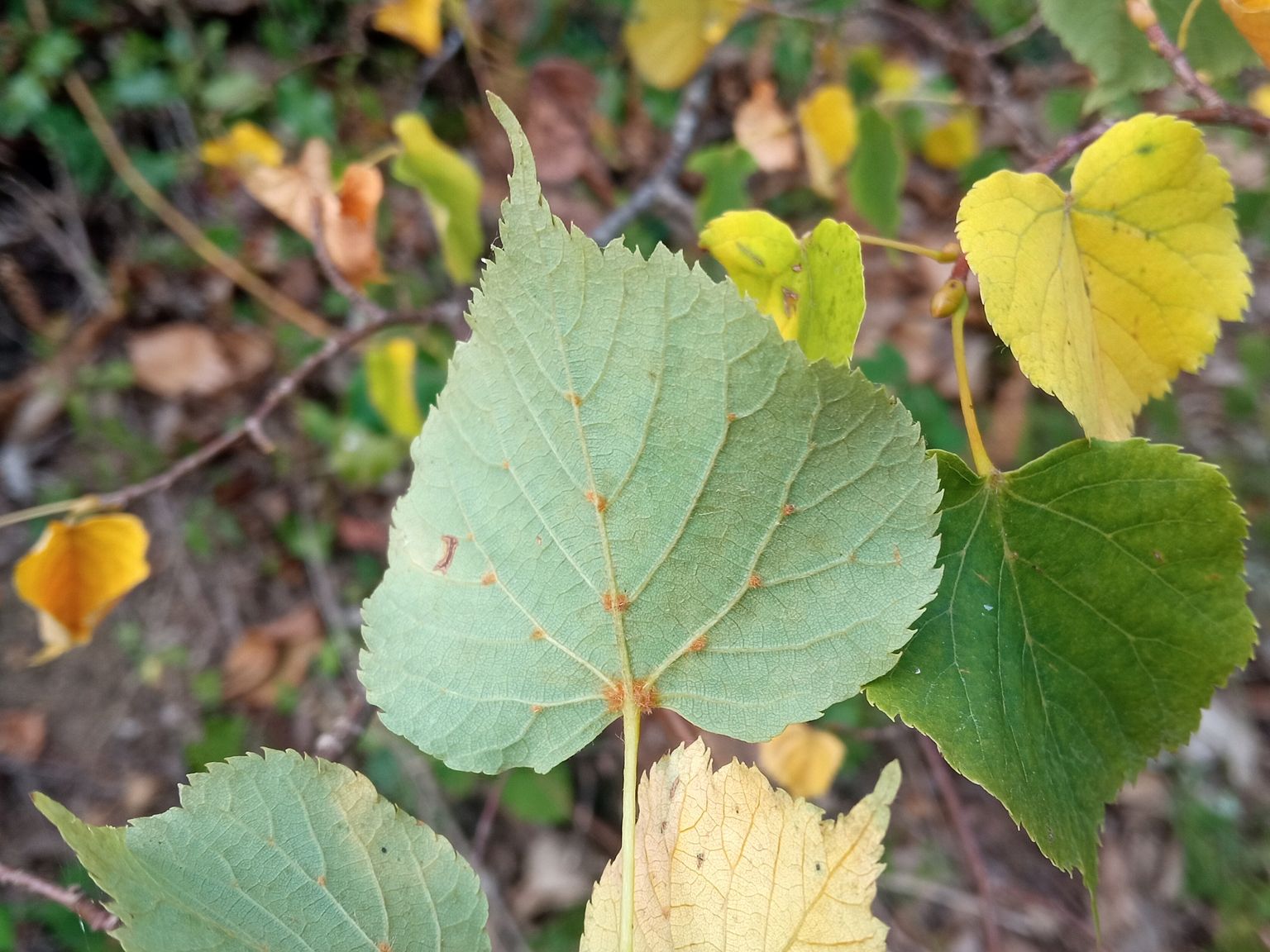 Tilia cordata