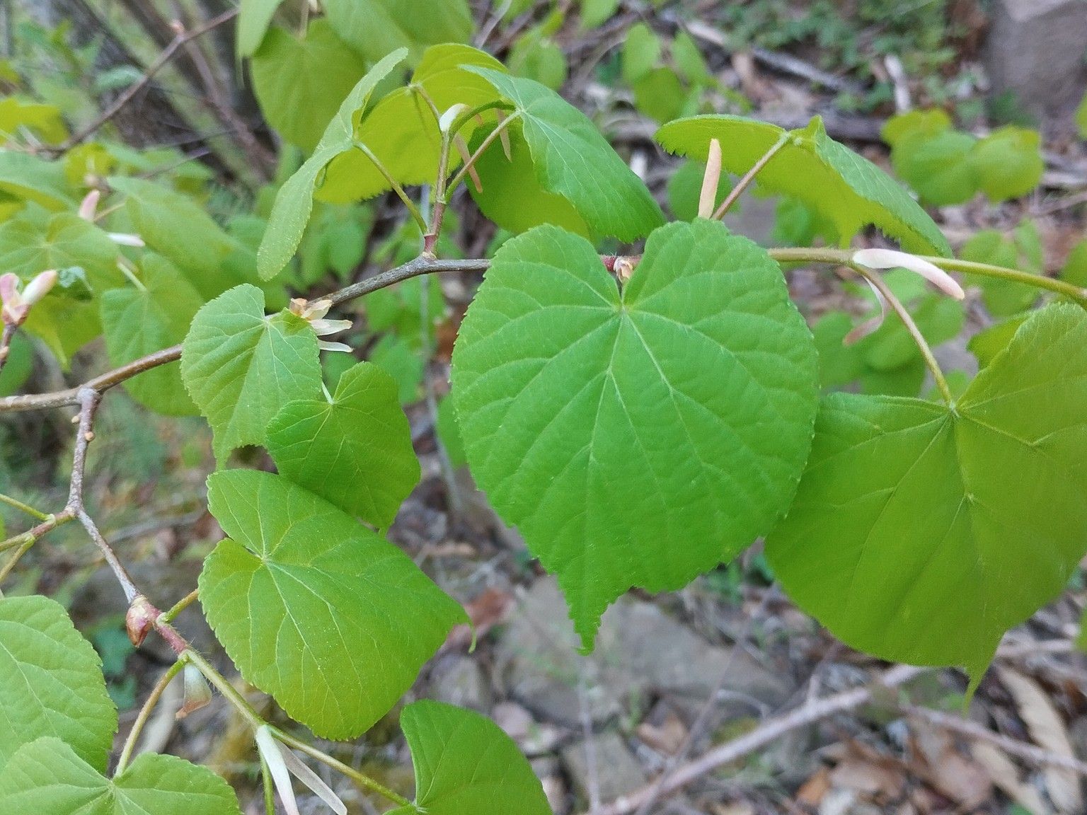 Tilia platyphyllos