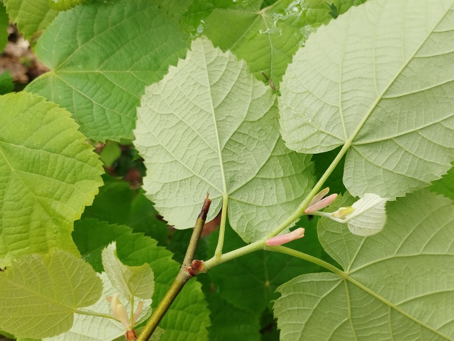Tilia tomentosa