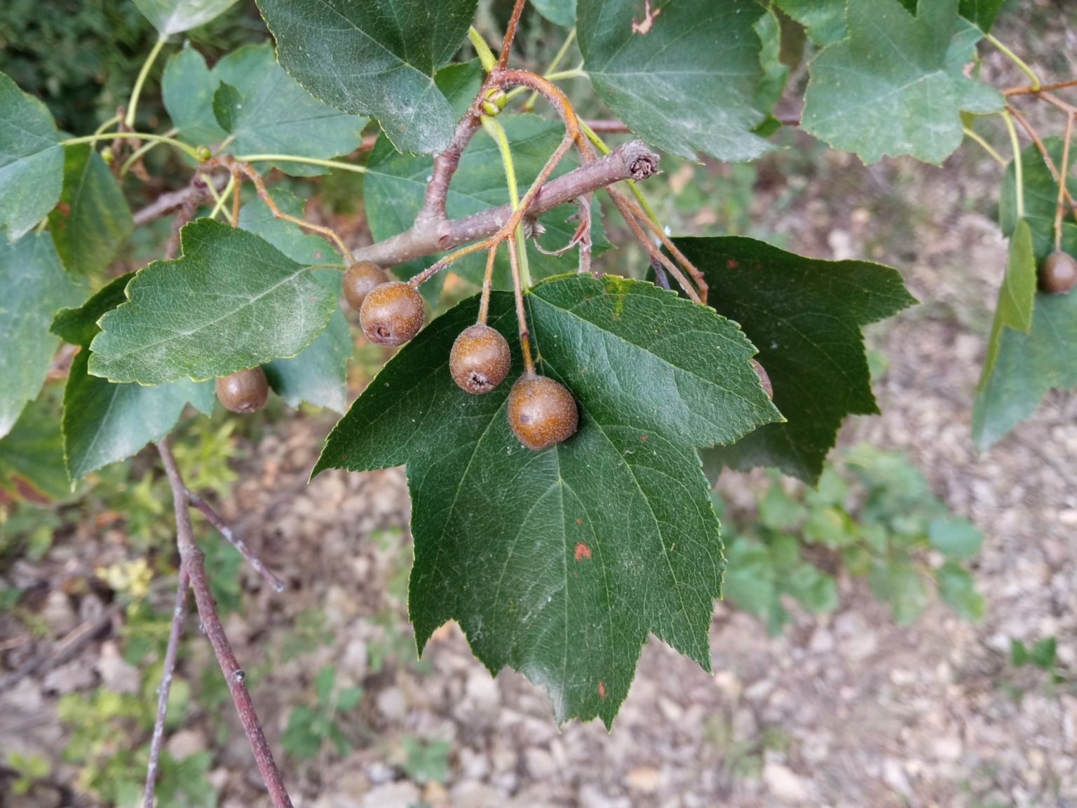 Torminalis glaberrima