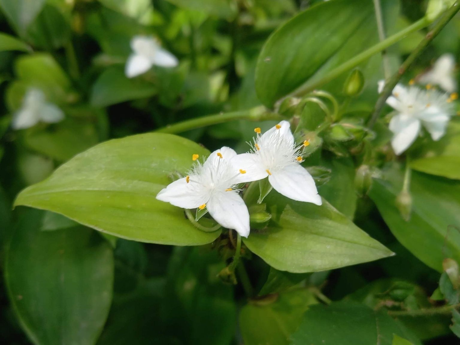 Tradescantia fluminensis
