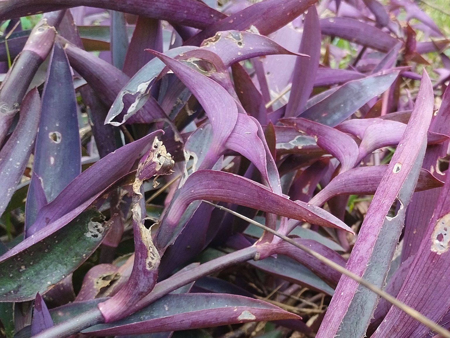 Tradescantia pallida