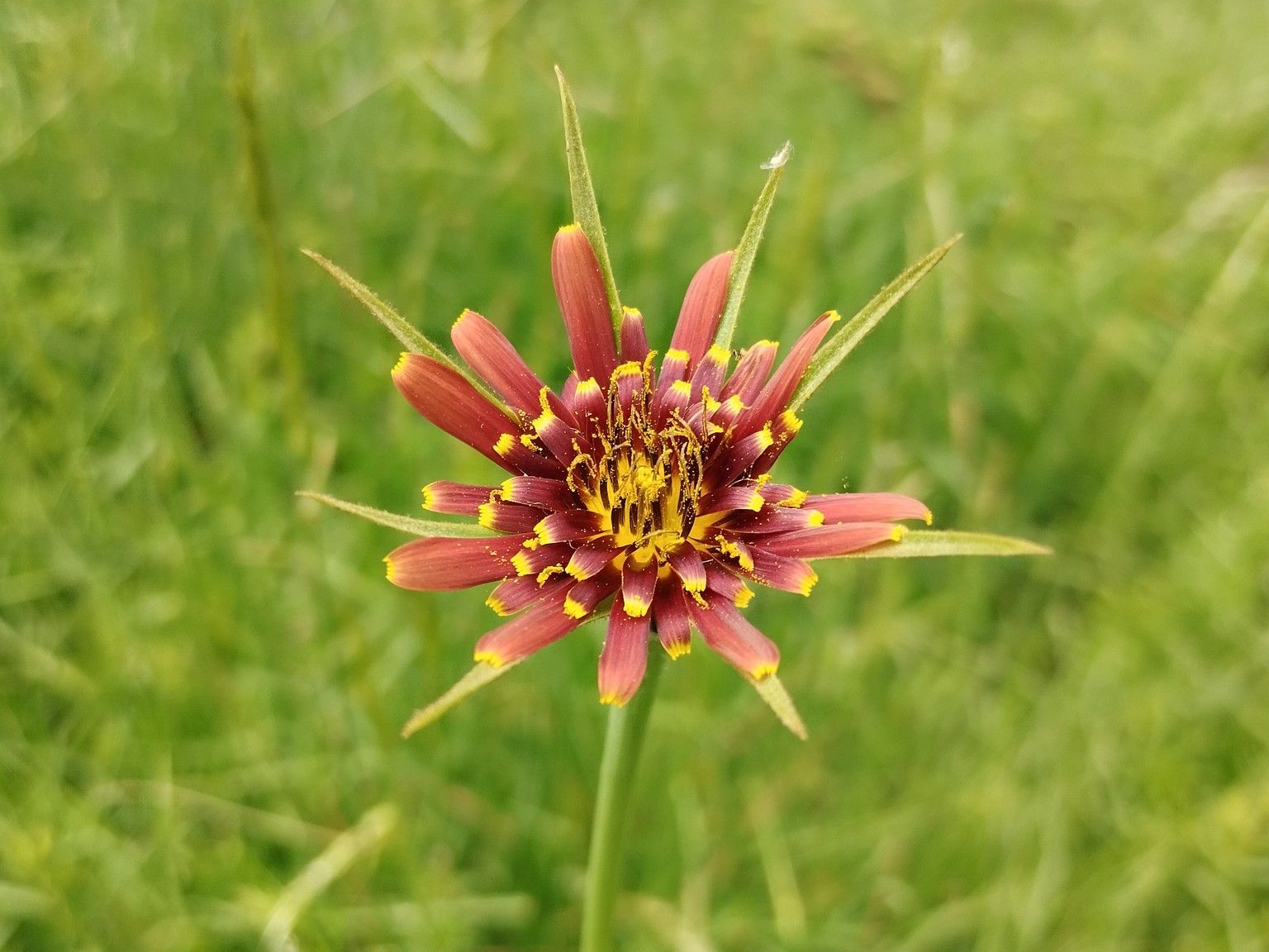 Tragopogon castellanus