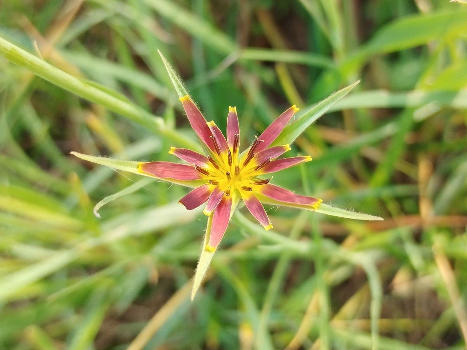 Tragopogon crocifolius