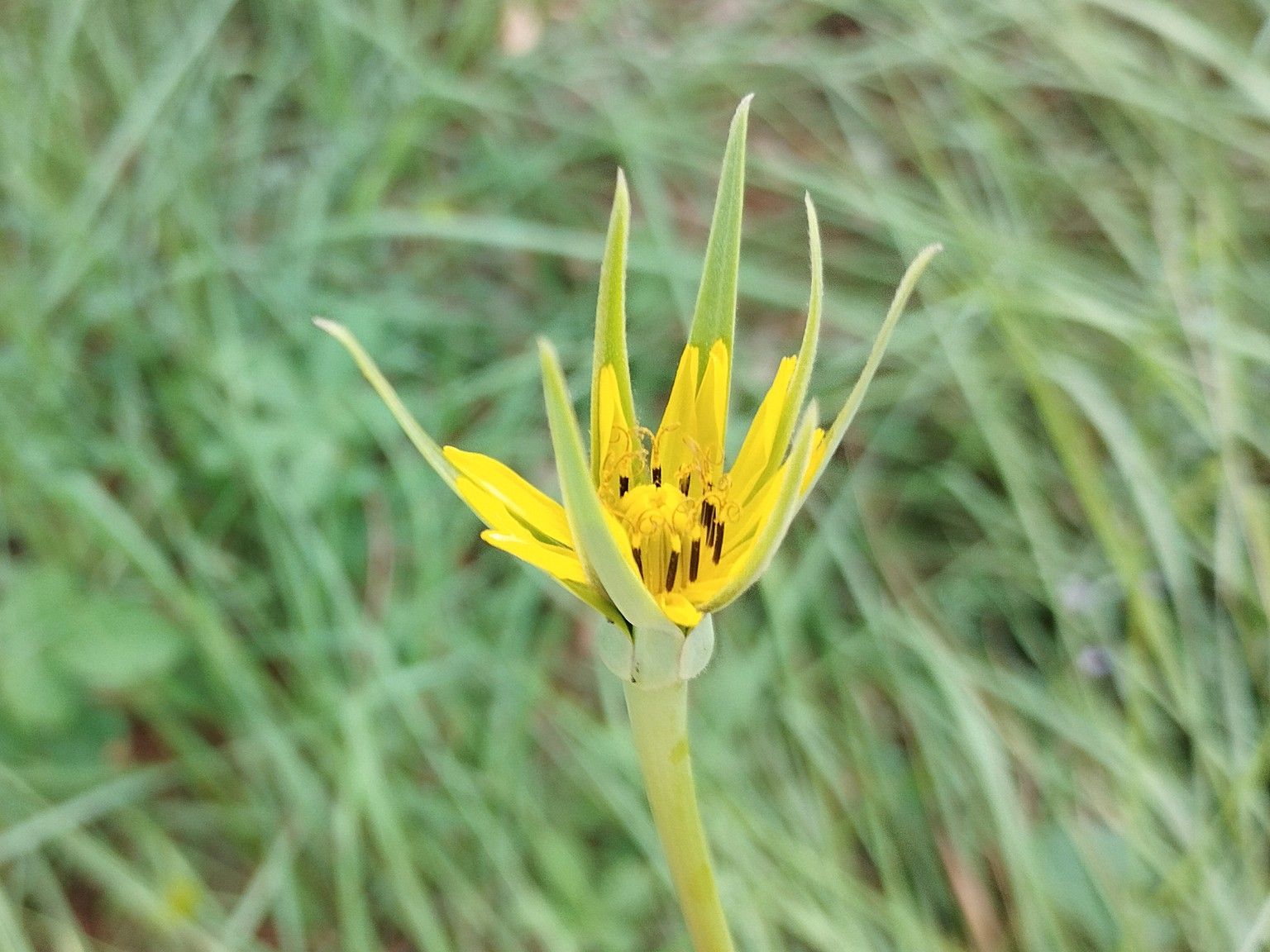 Tragopogon pratensis
