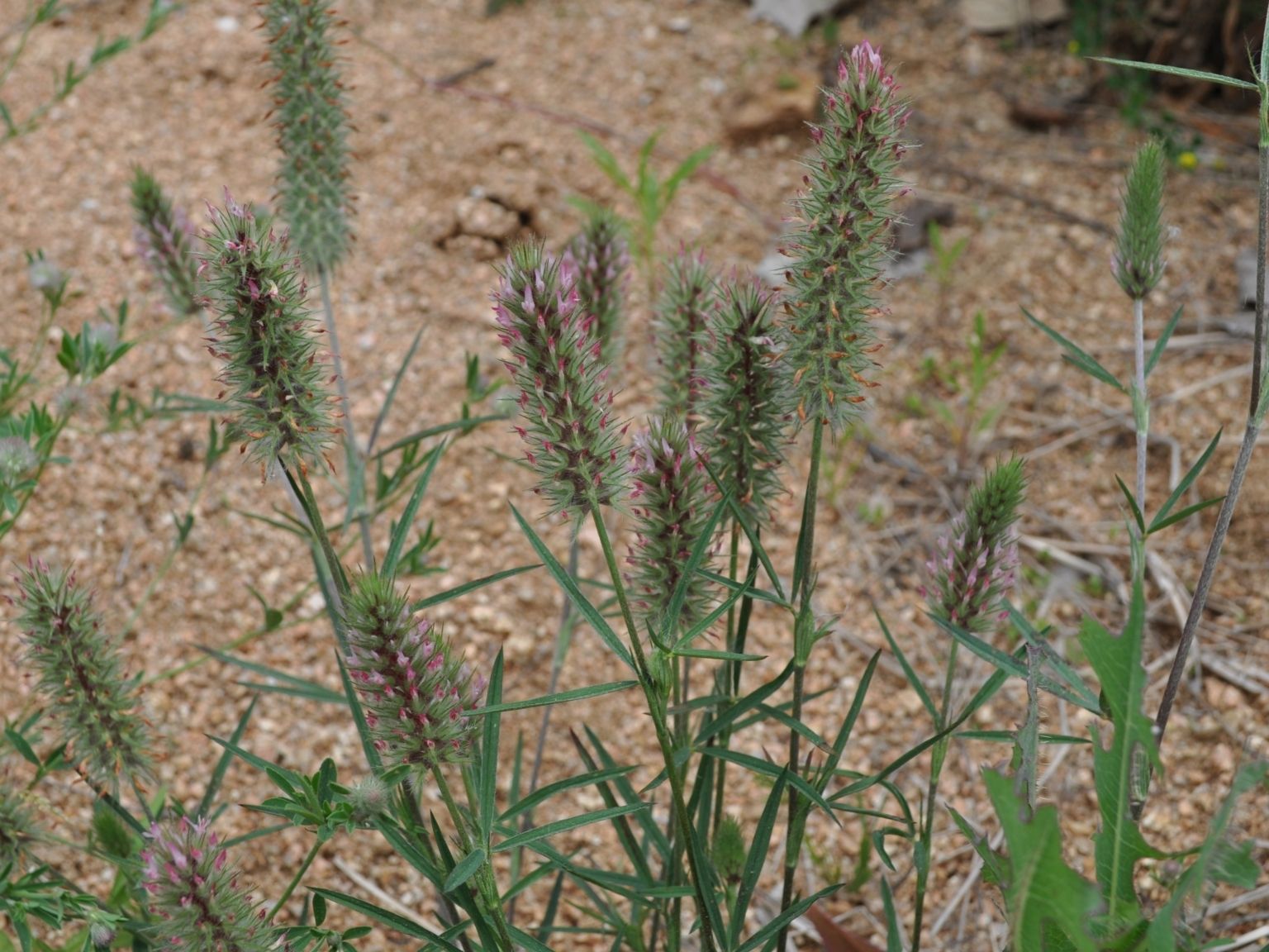 Trifolium angustifolium