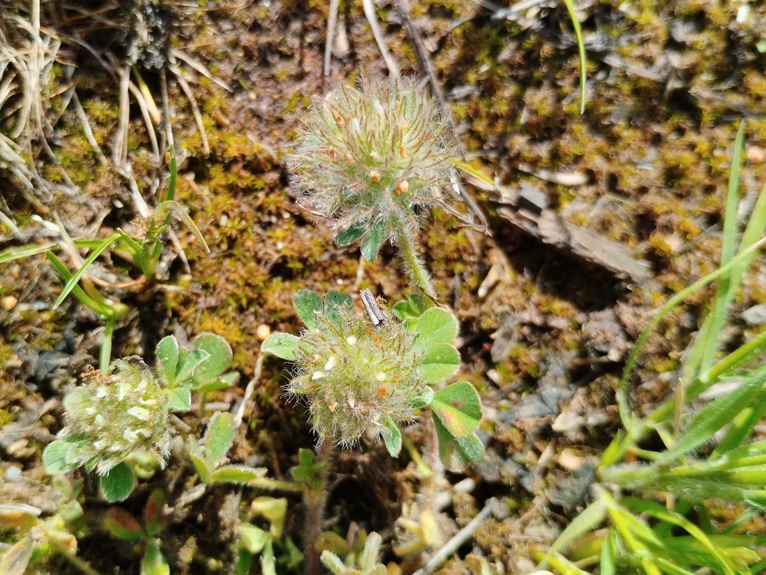 Trifolium cherleri
