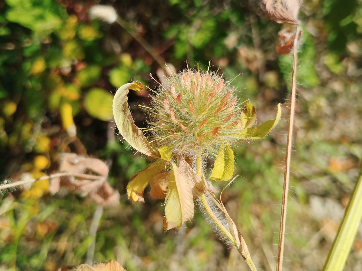 Trifolium diffusum