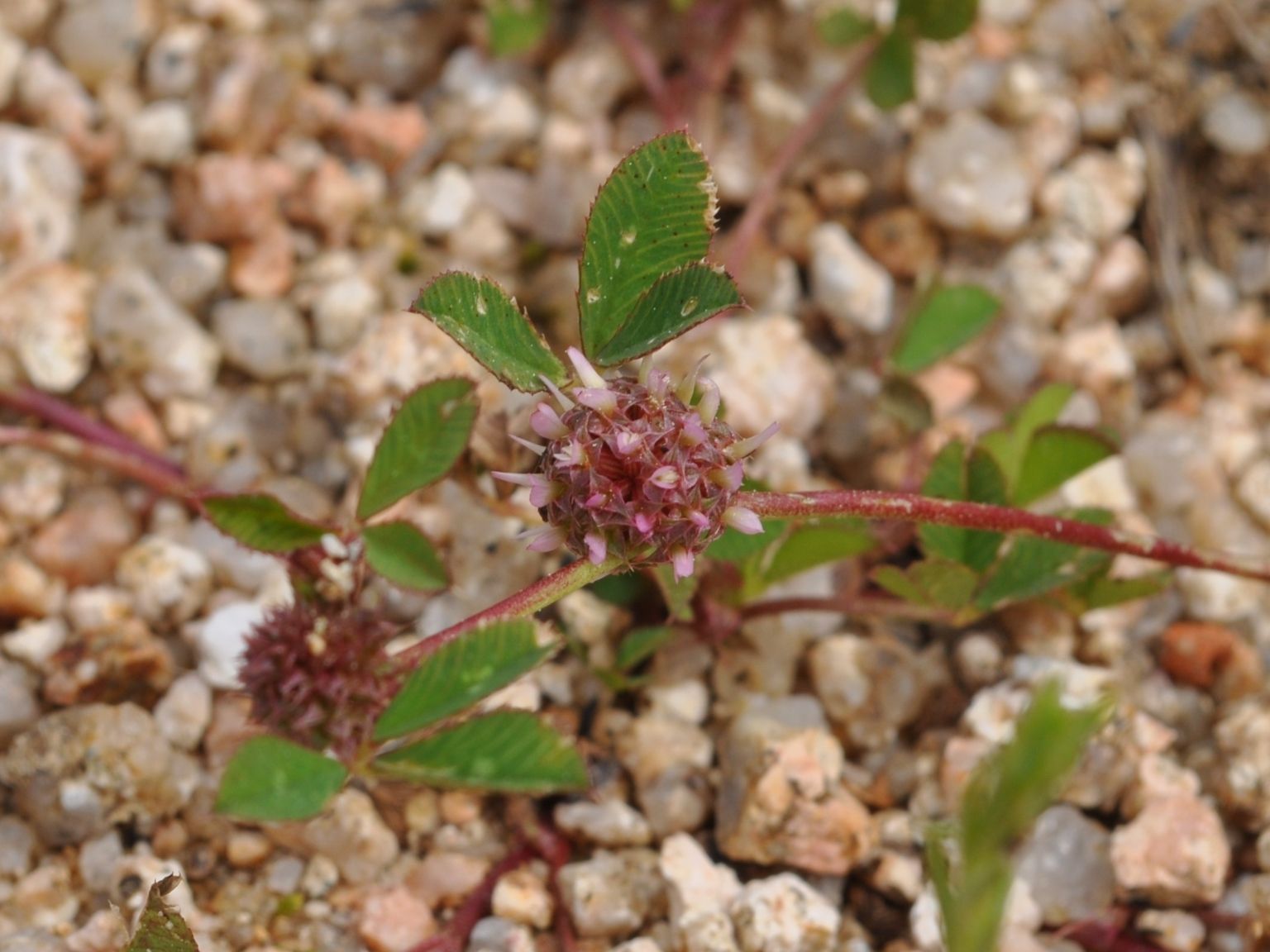 Trifolium glomeratum