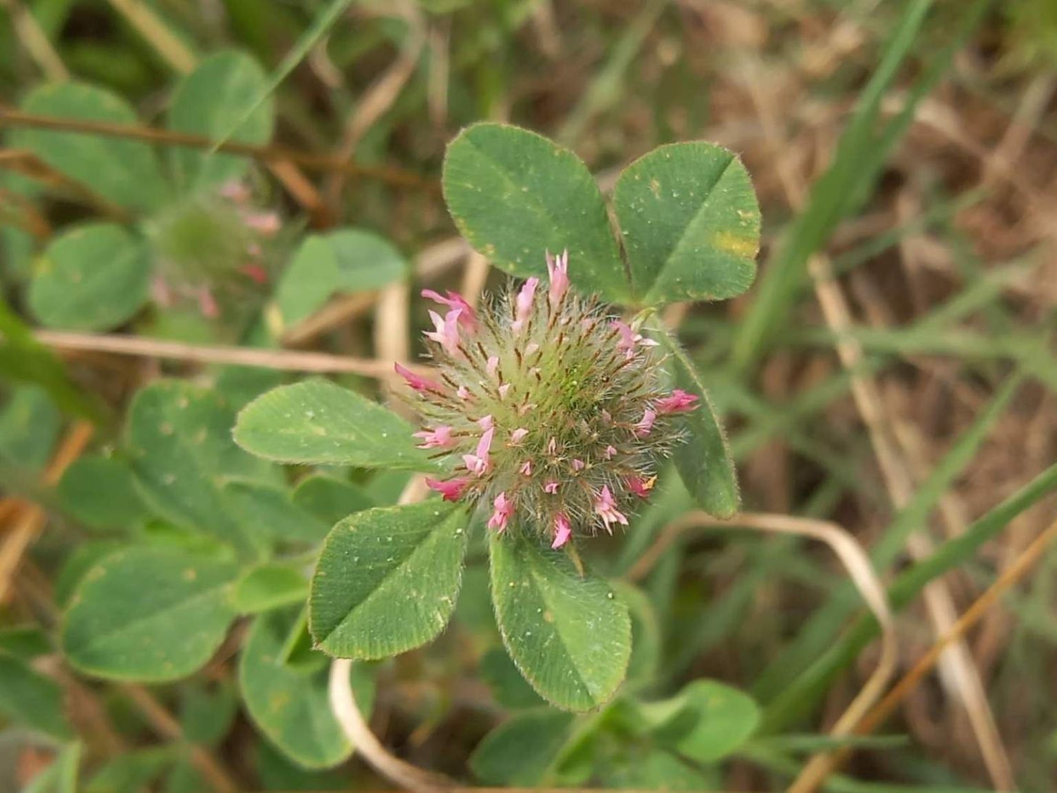 Trifolium hirtum