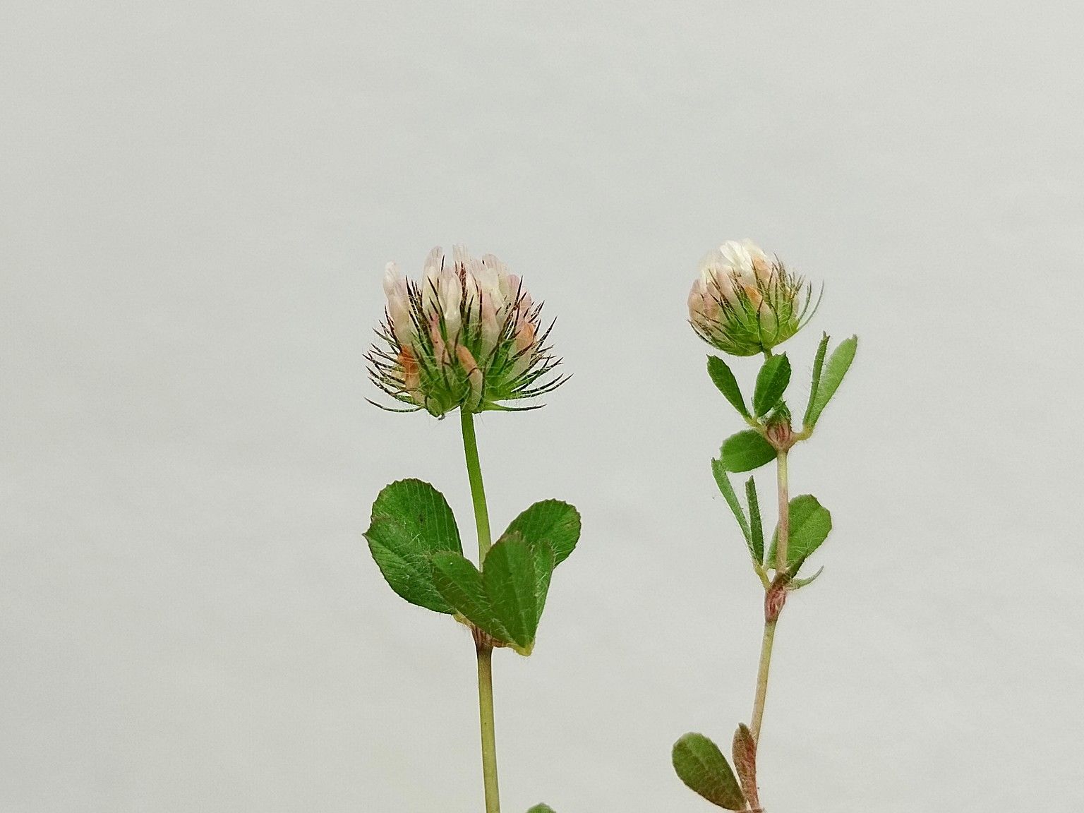Trifolium lappaceum