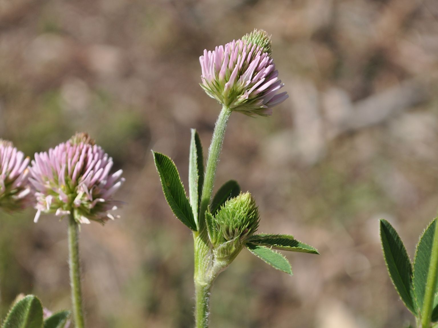 Trifolium montanum