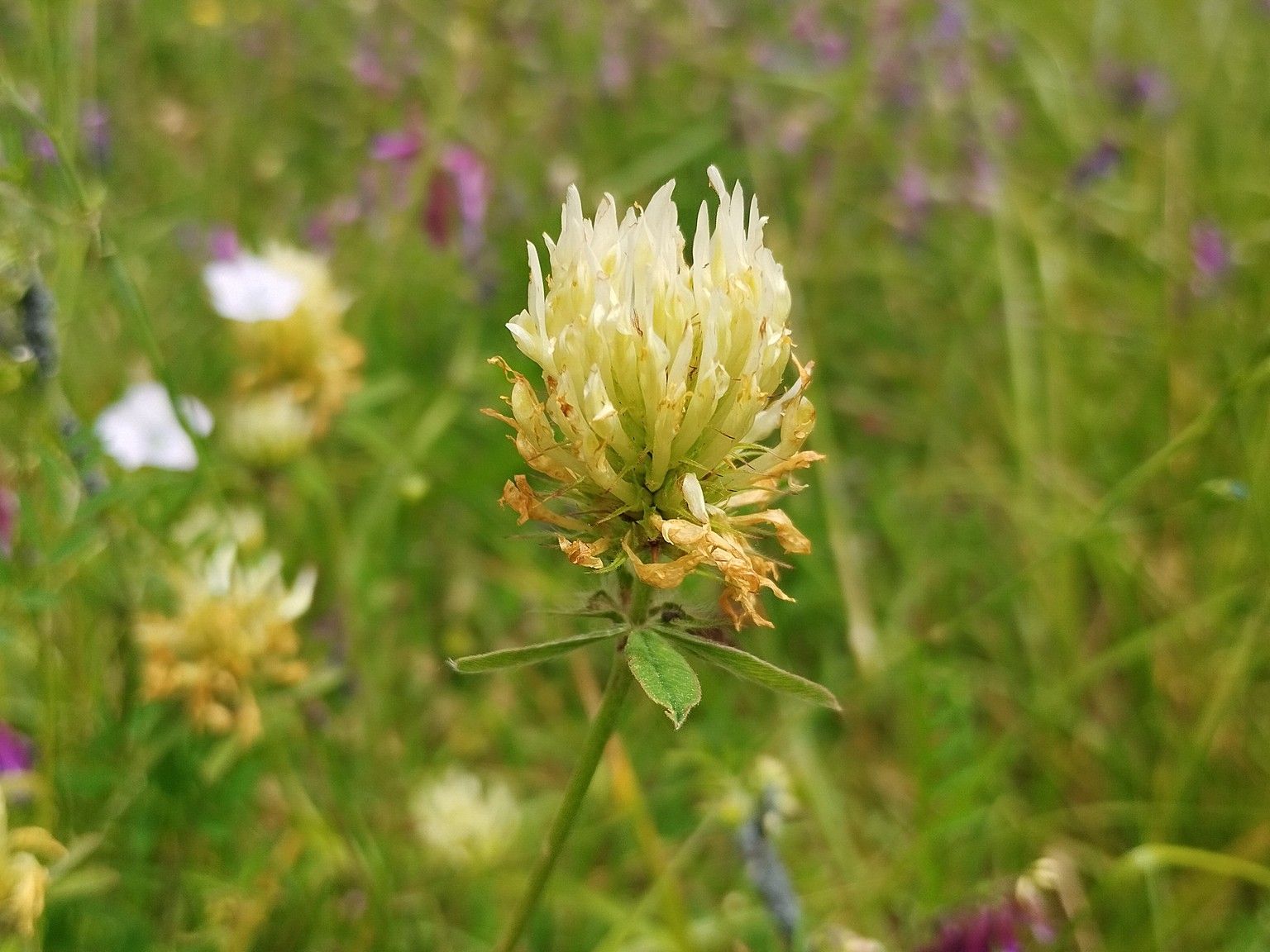 Trifolium ochroleucon