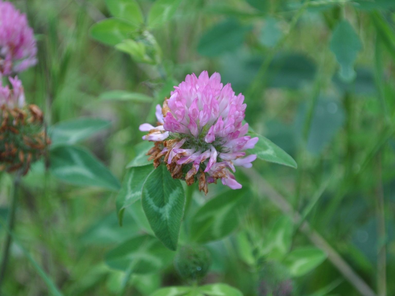 Trifolium pratense pratense