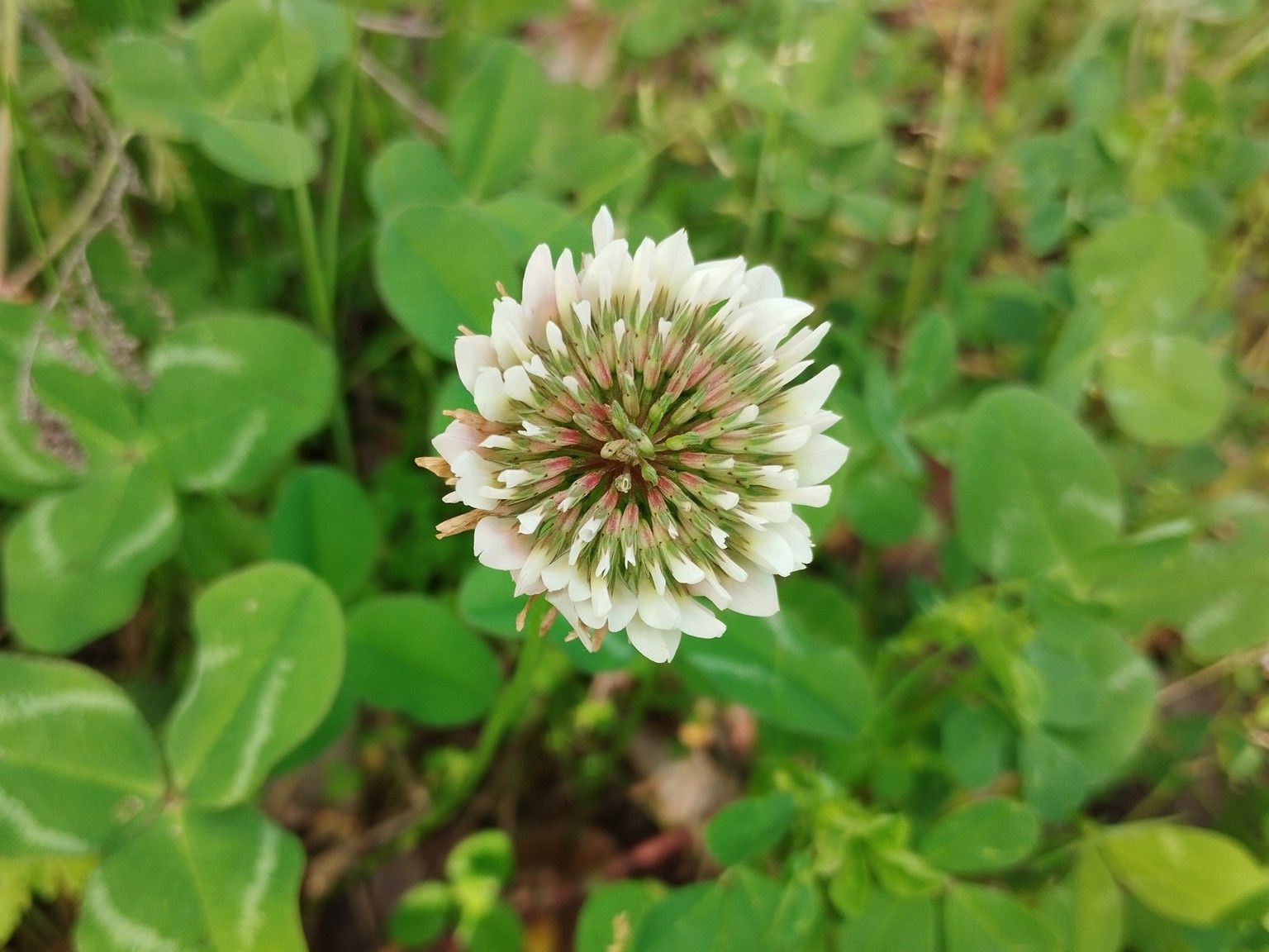 Trifolium repens