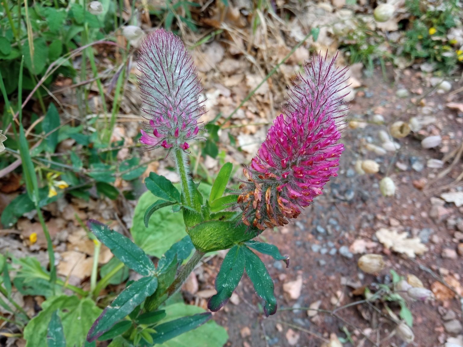 Trifolium rubens