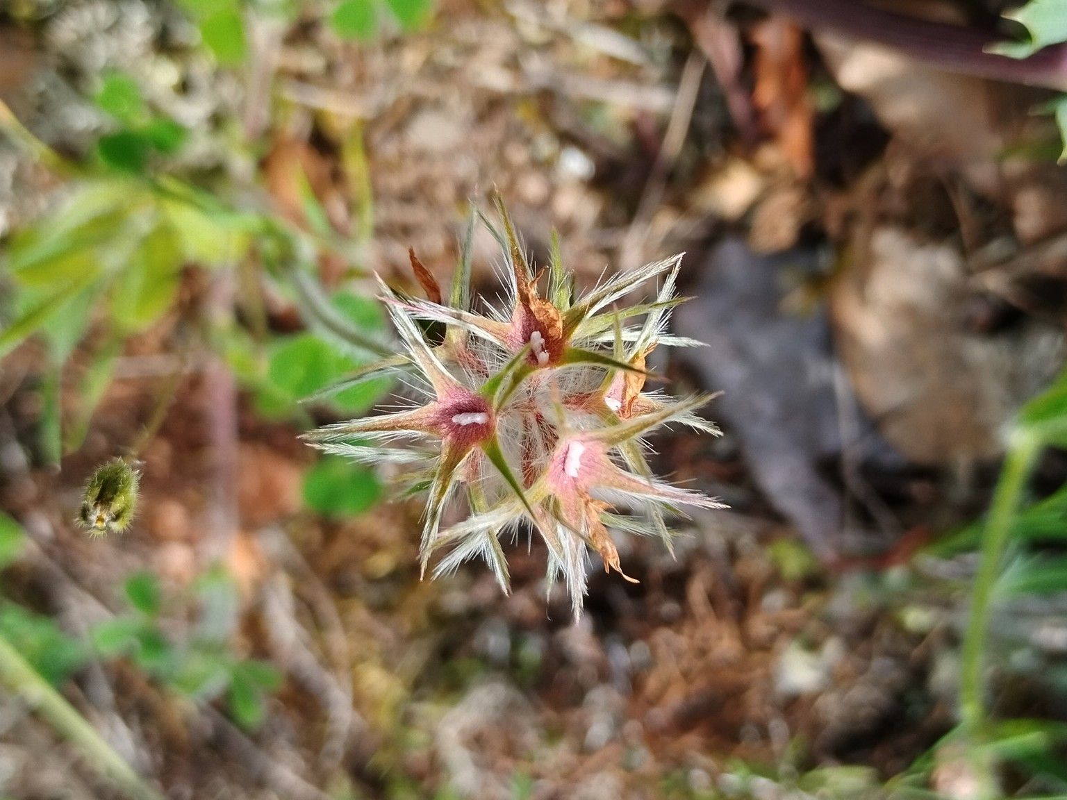 Trifolium stellatum