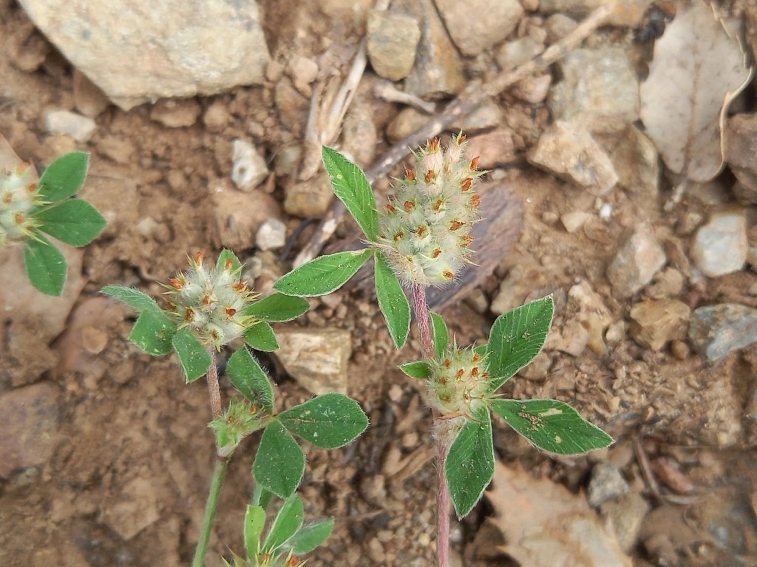 Trifolium striatum brevidens