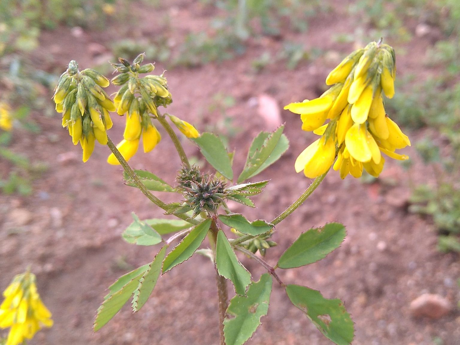 Trigonella esculenta