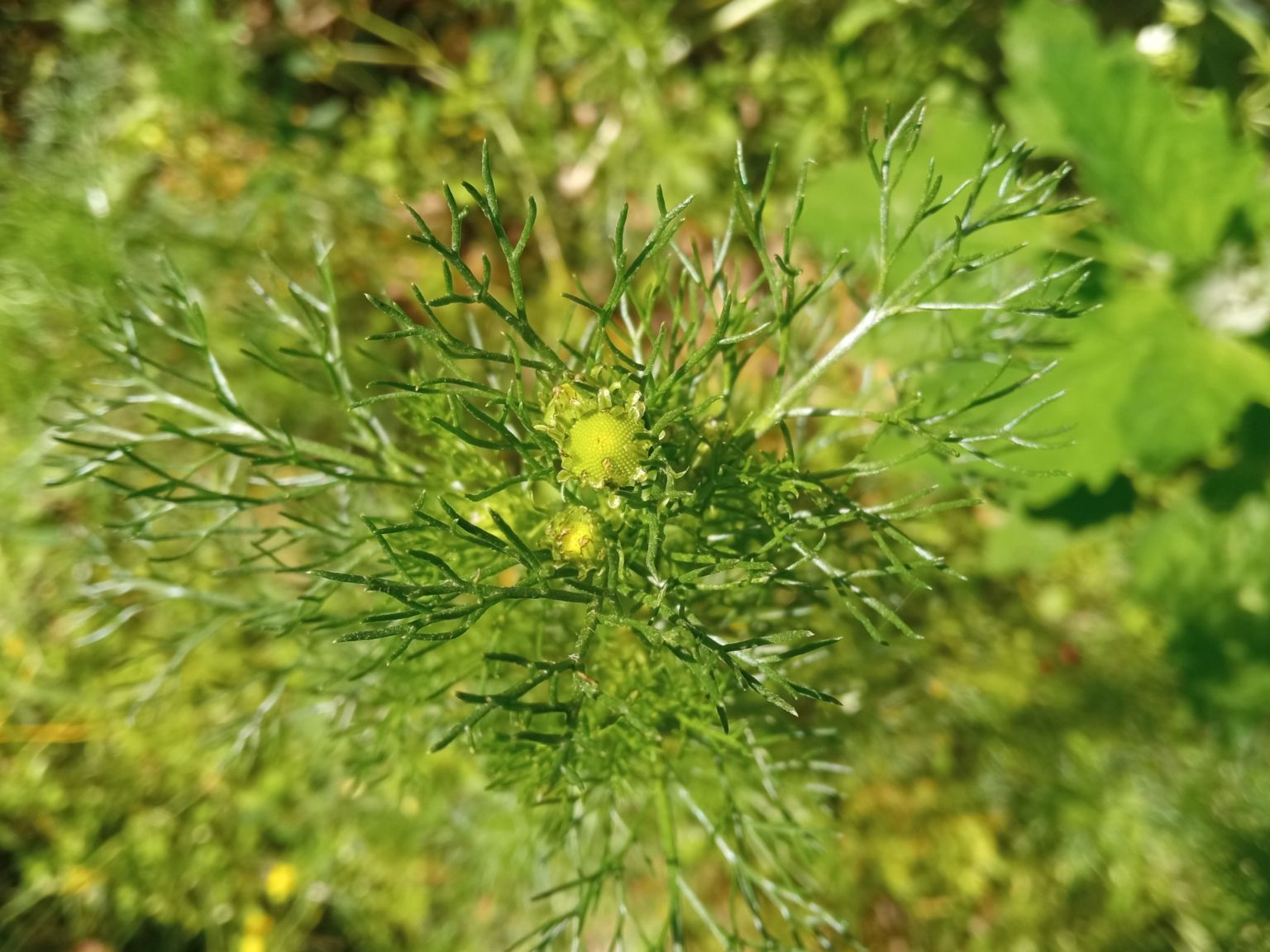 Tripleurospermum inodorum