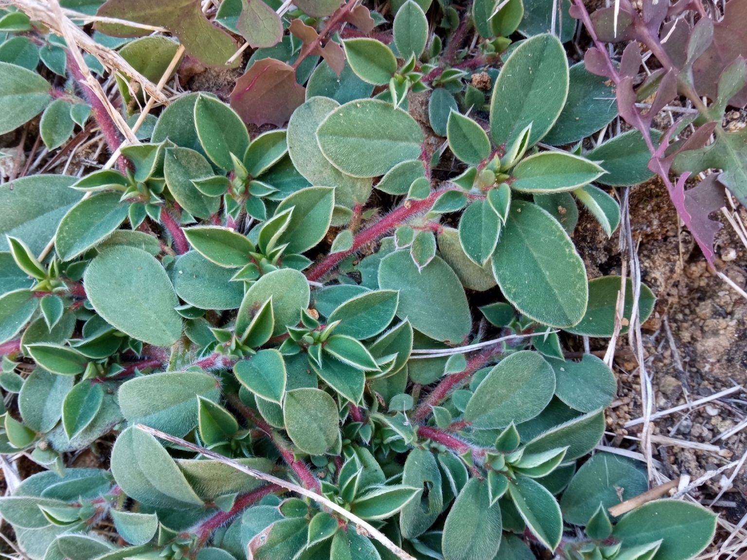 Tripodion tetraphyllum