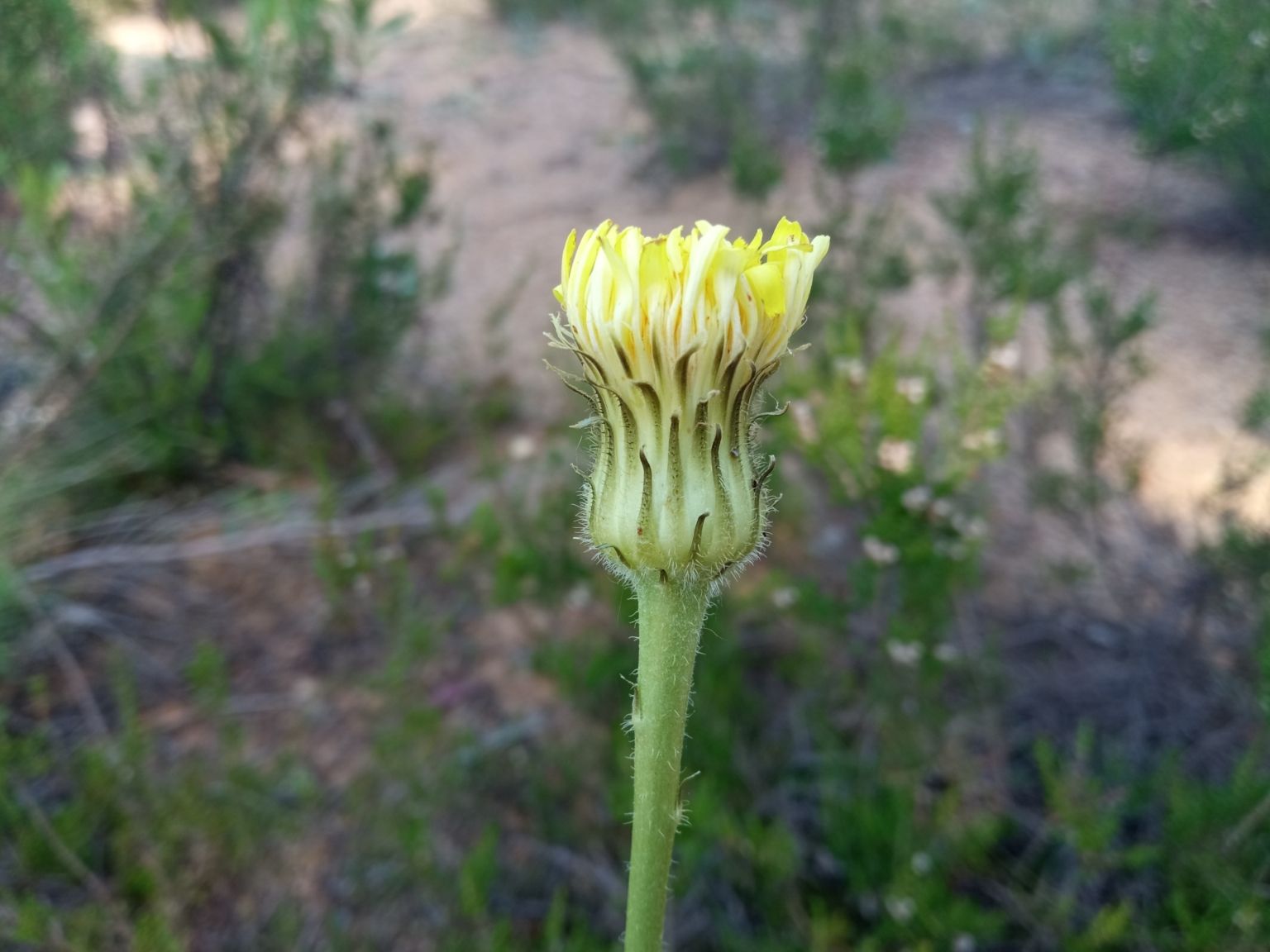 Trommsdorffia maculata