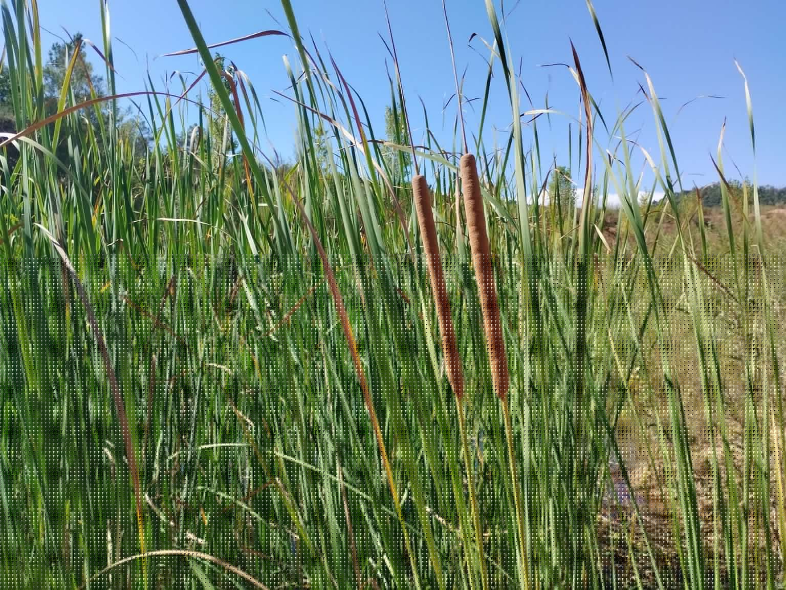 Typha domingensis
