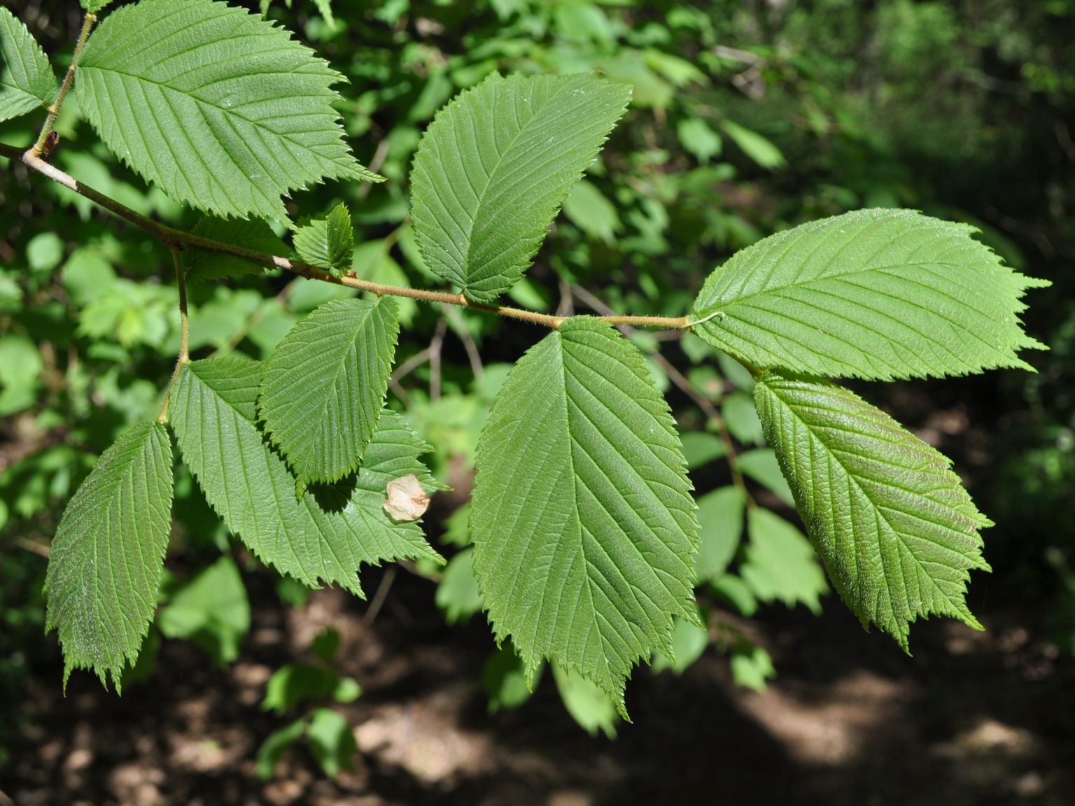 Ulmus glabra