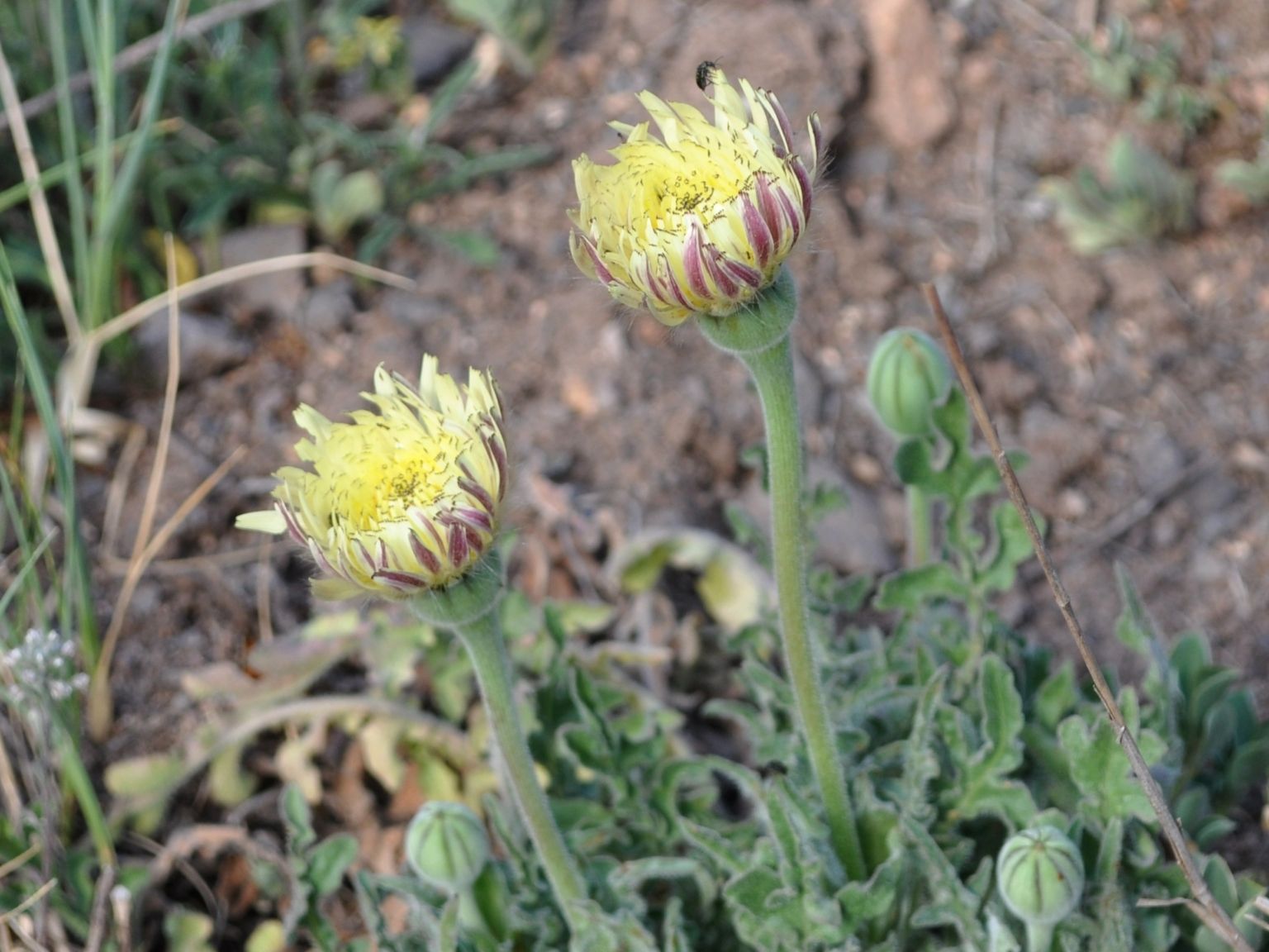 Urospermum dalechampii