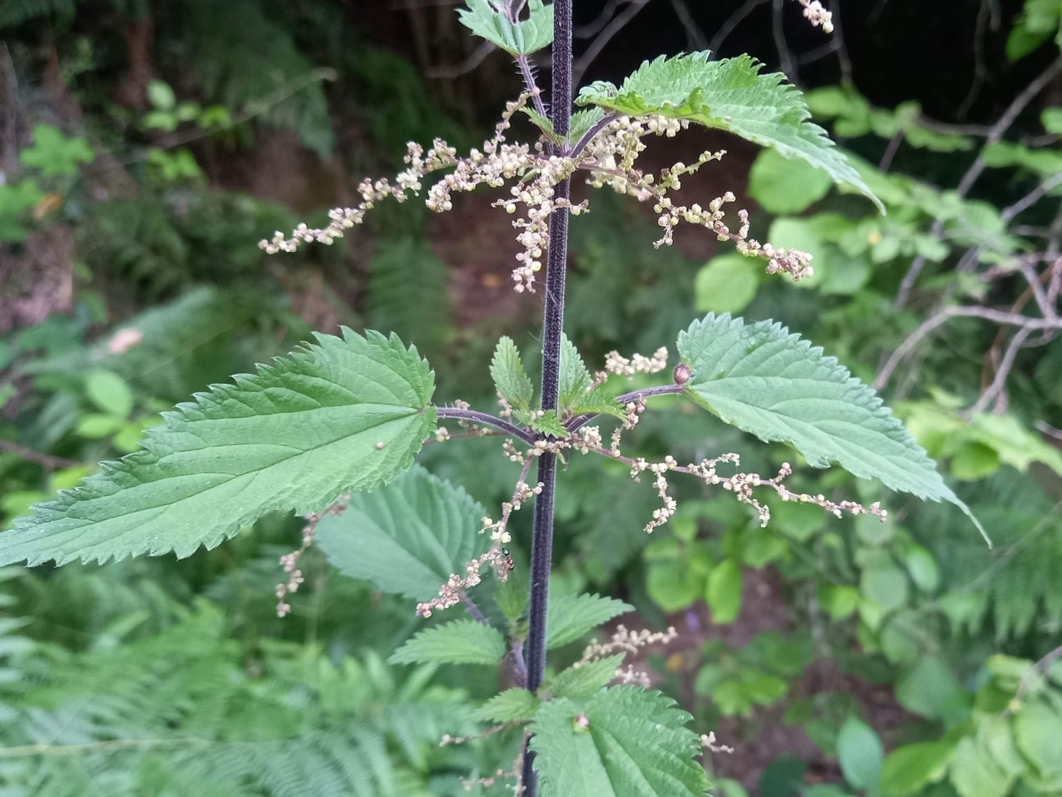 Urtica dioica dioica