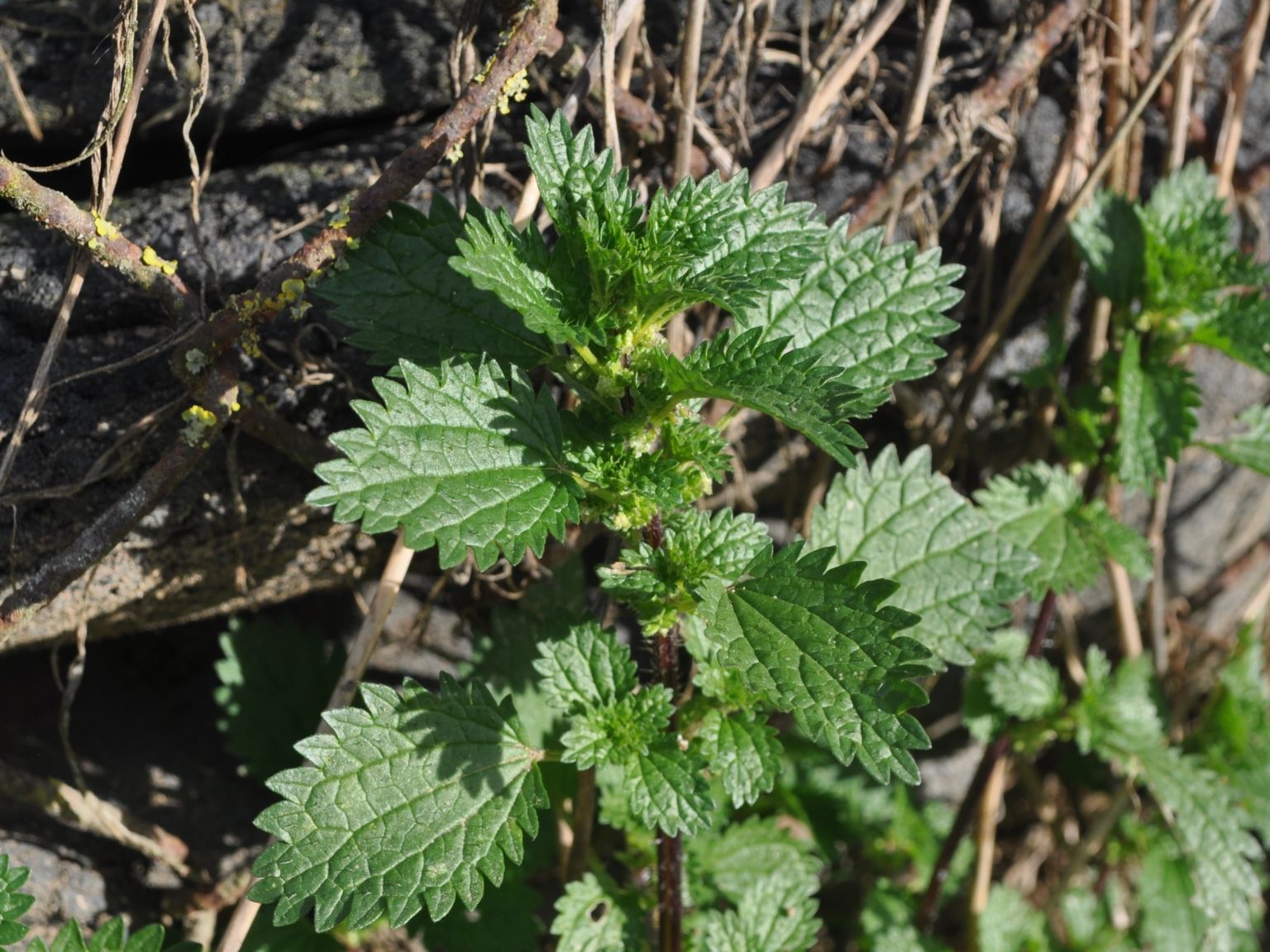 Urtica urens