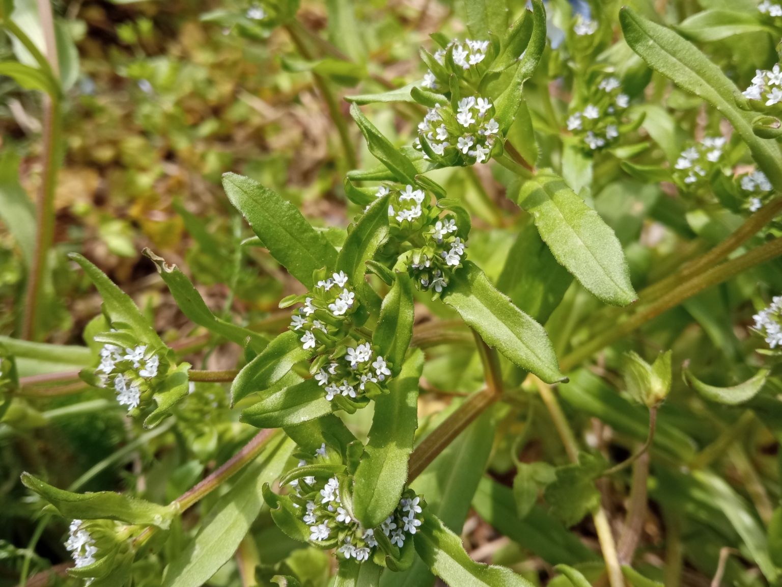 Valerianella locusta locusta