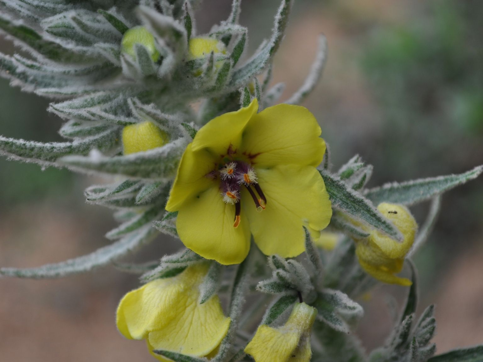 Verbascum boerhavii