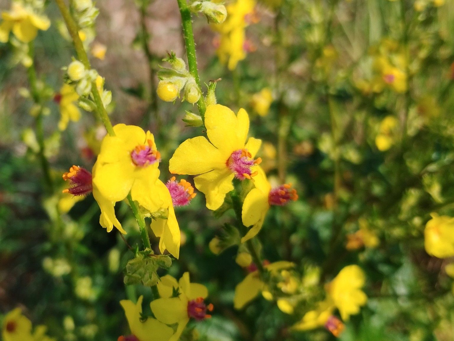 Verbascum chaixii chaixii