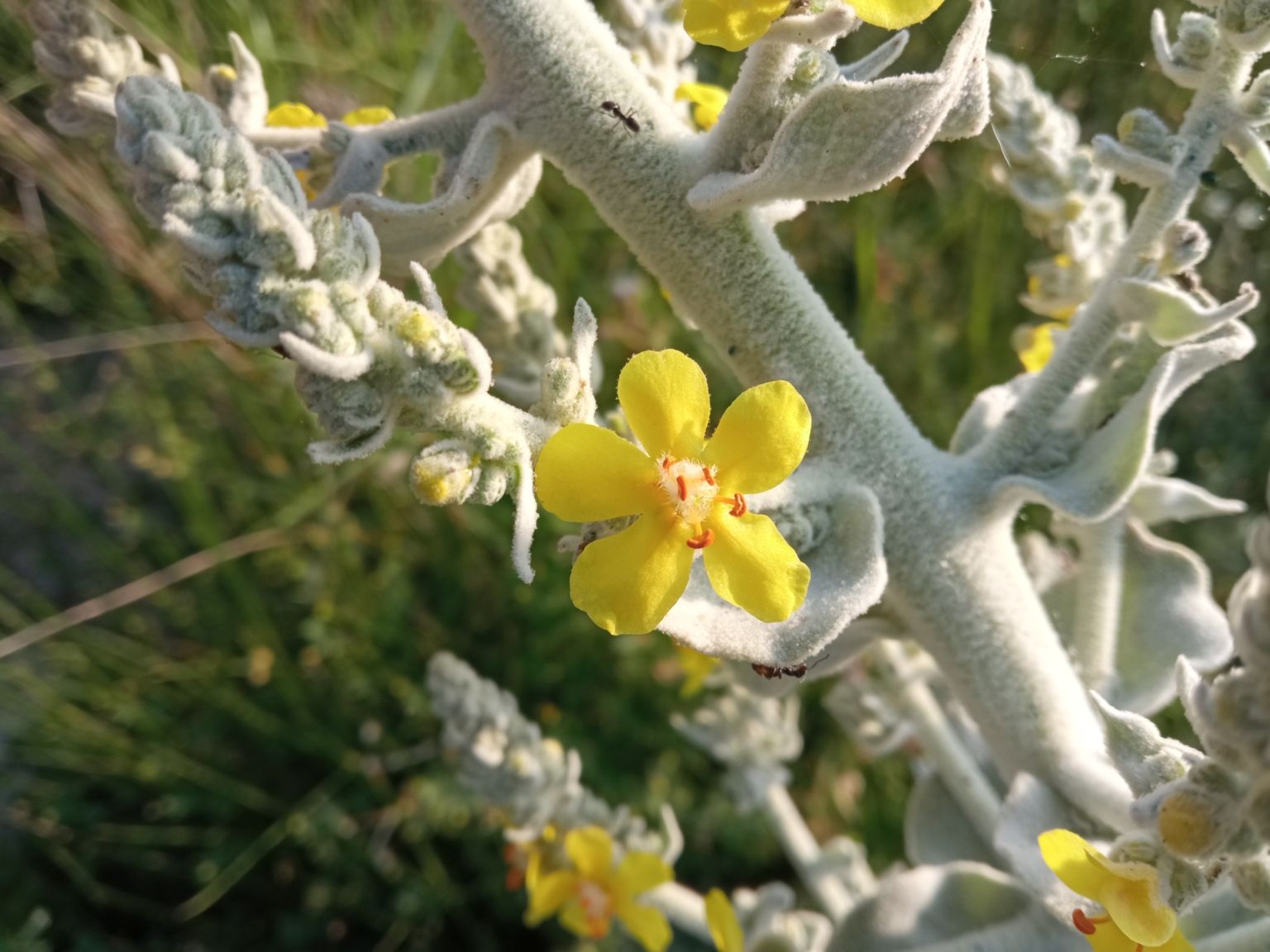 Verbascum pulverulentum