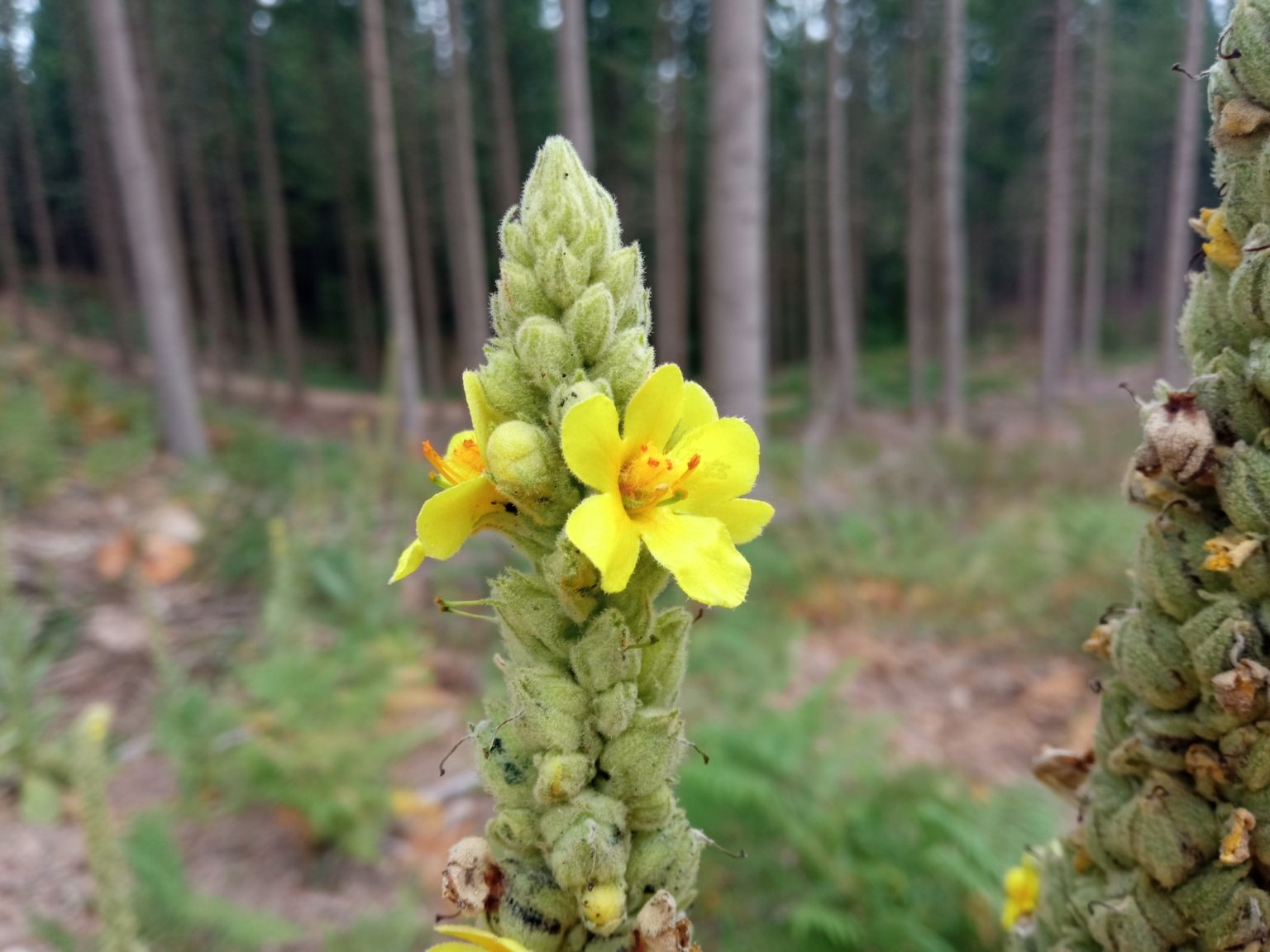 Verbascum thapsus