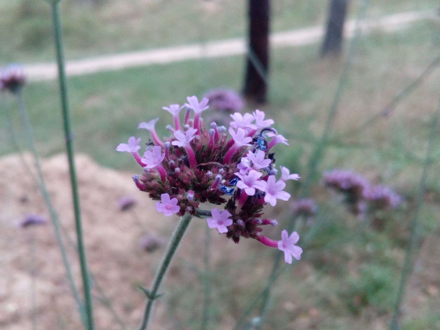 Verbena bonariensis