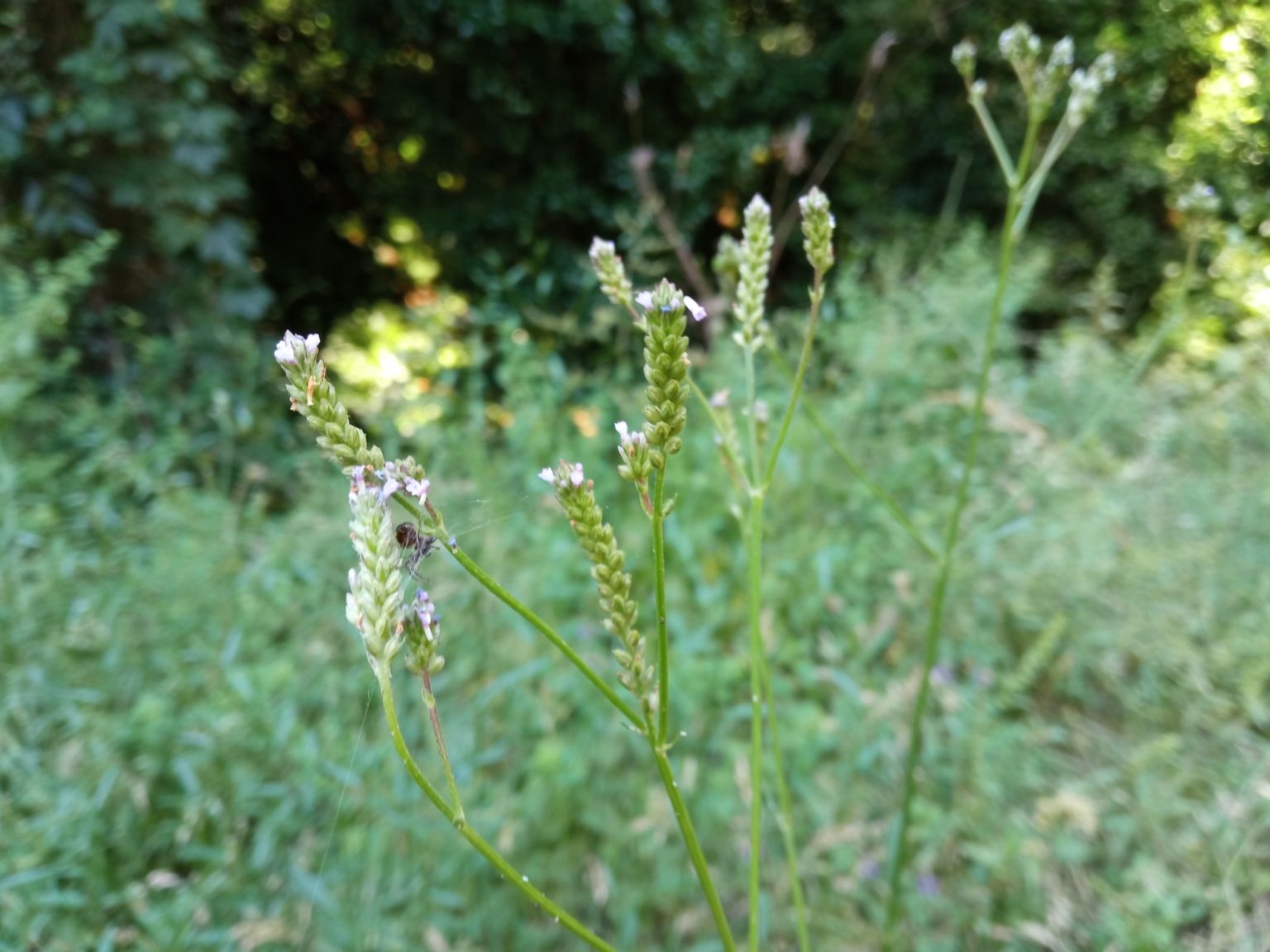 Verbena brasiliensis