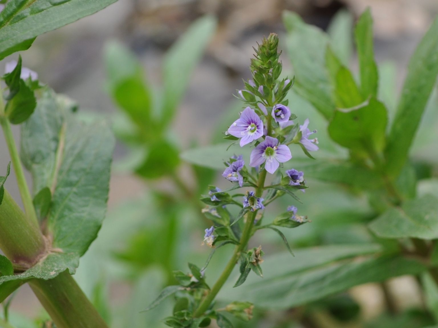 Veronica anagallis-aquatica anagallis-aquatica