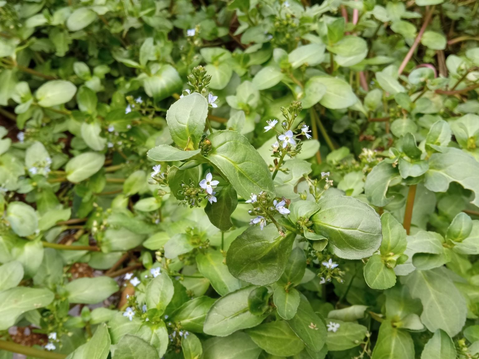 Veronica beccabunga beccabunga