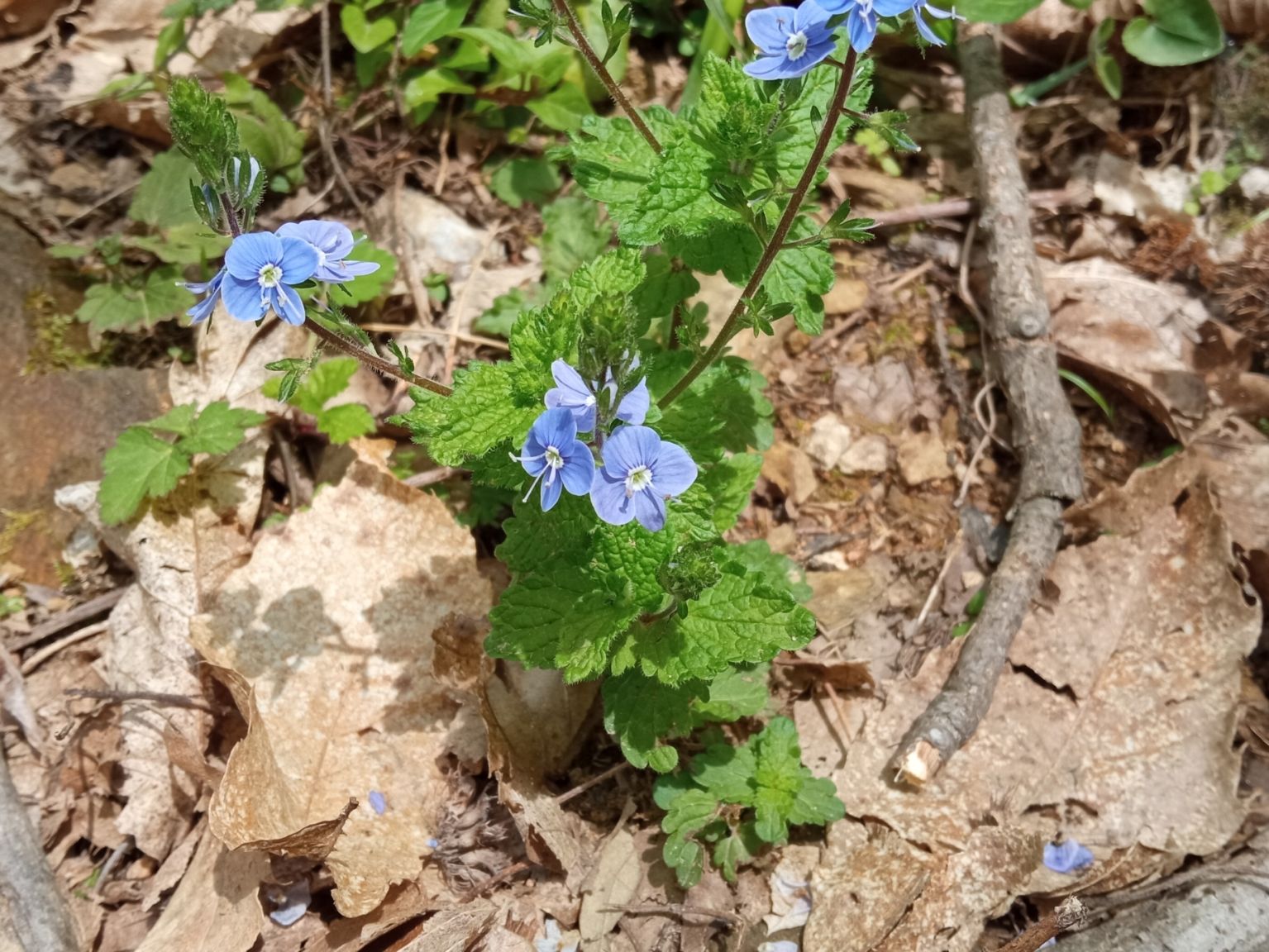 Veronica chamaedrys chamaedrys