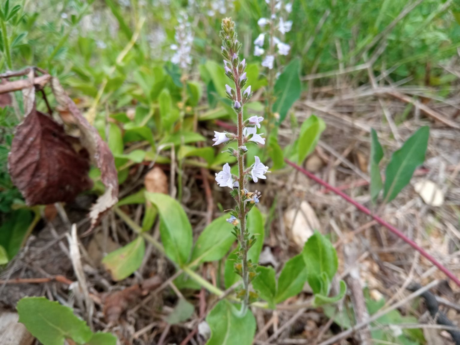 Veronica officinalis
