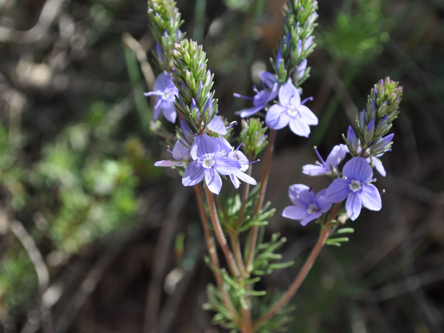 Veronica tenuifolia tenuifolia