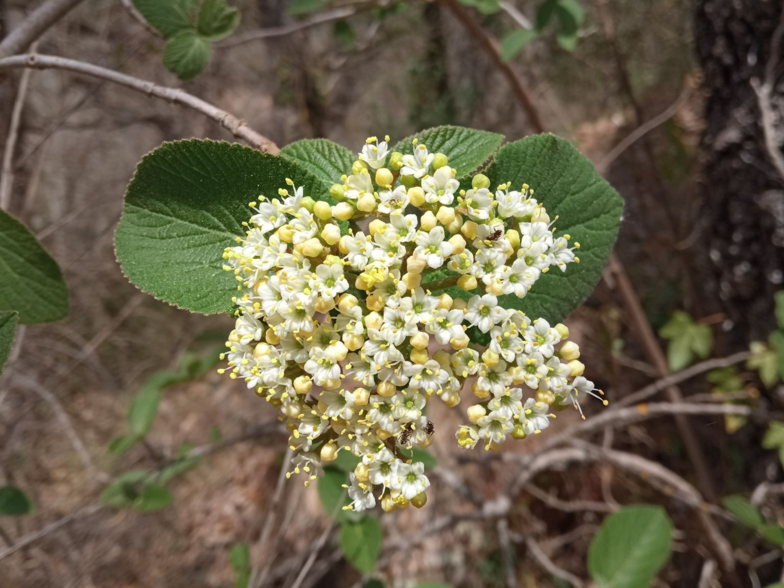 Viburnum lantana