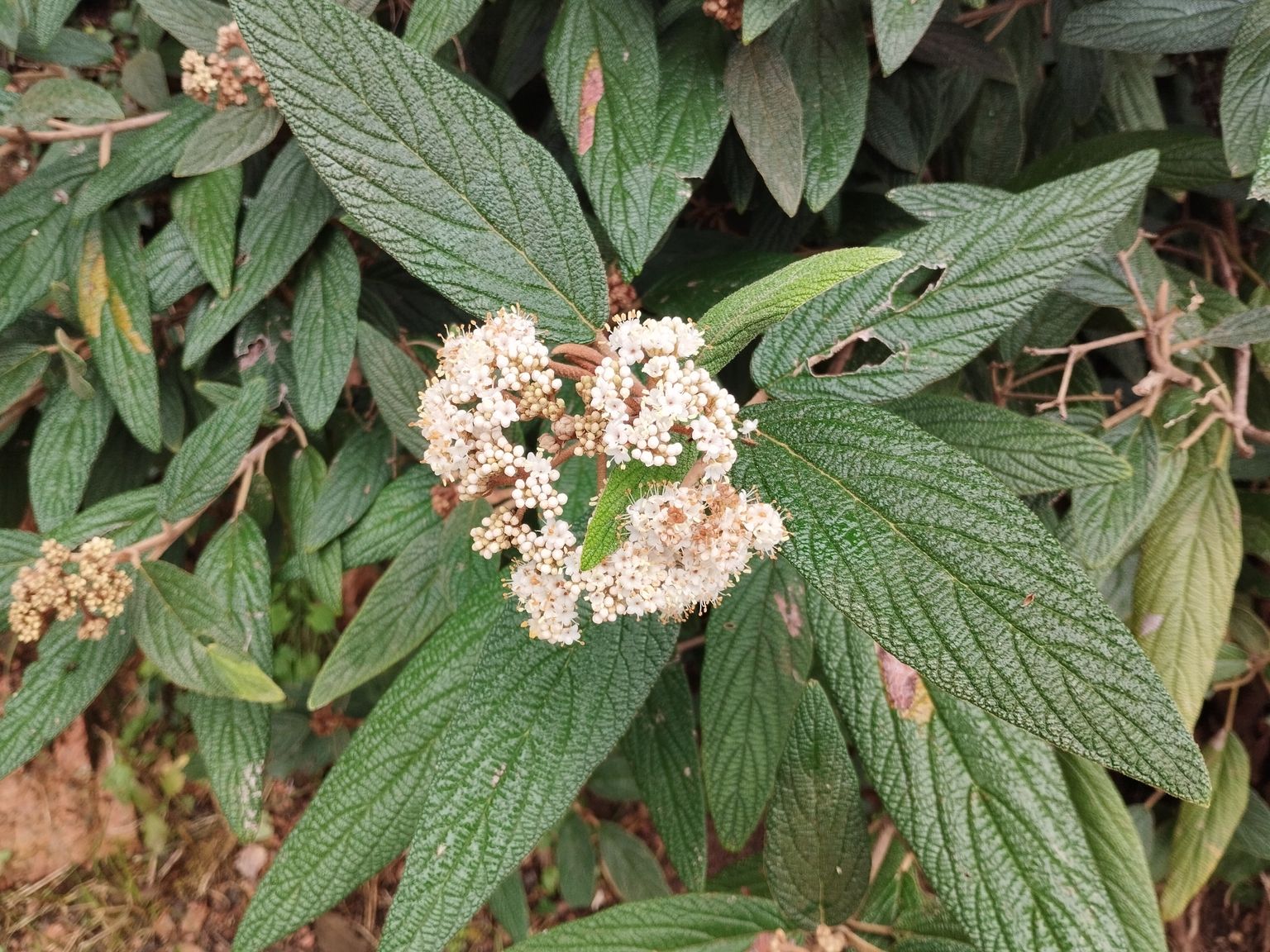 Viburnum rhytidophyllum
