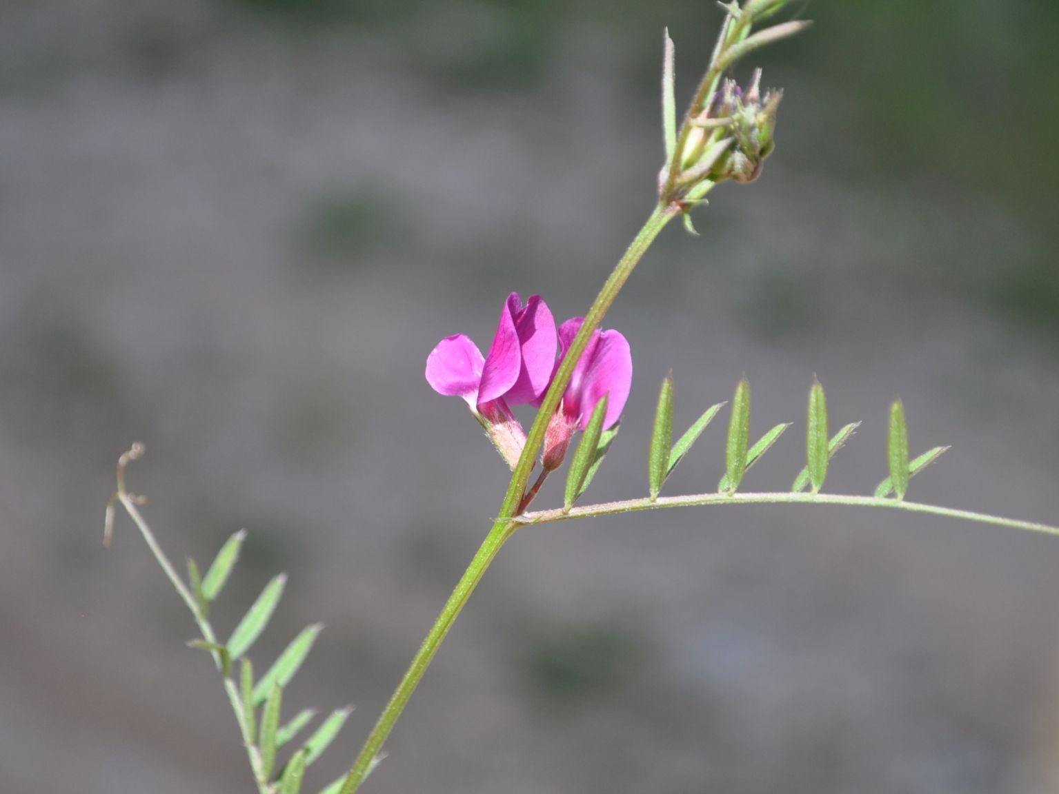Vicia angustifolia