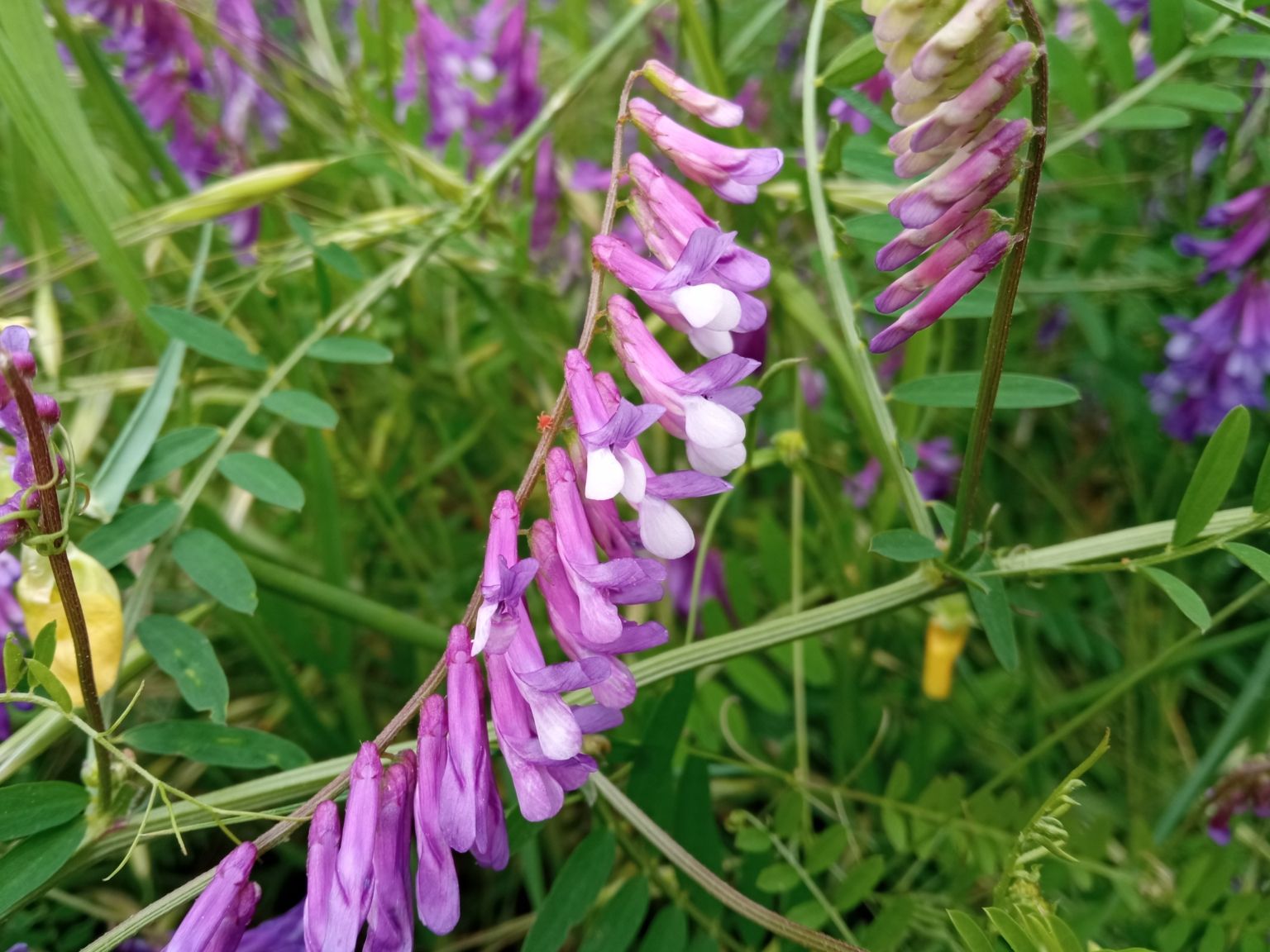 Vicia dasycarpa